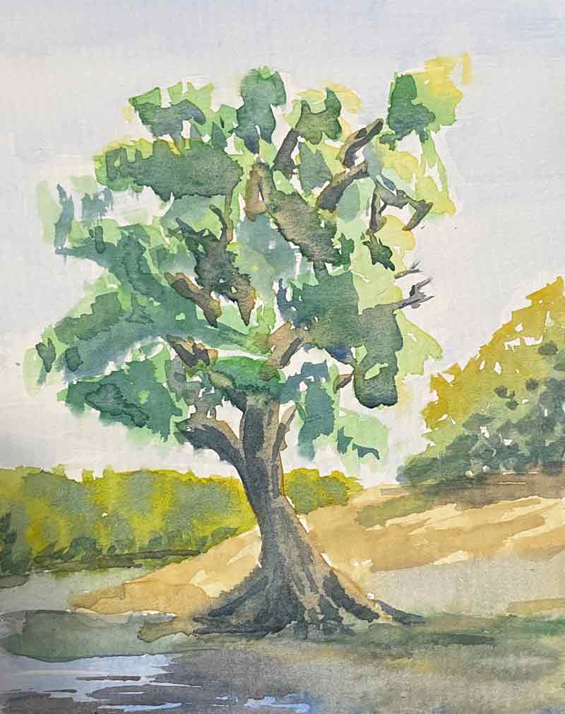 Sycamore tree by a pond