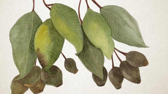 Watercolor Academy Students Gallery