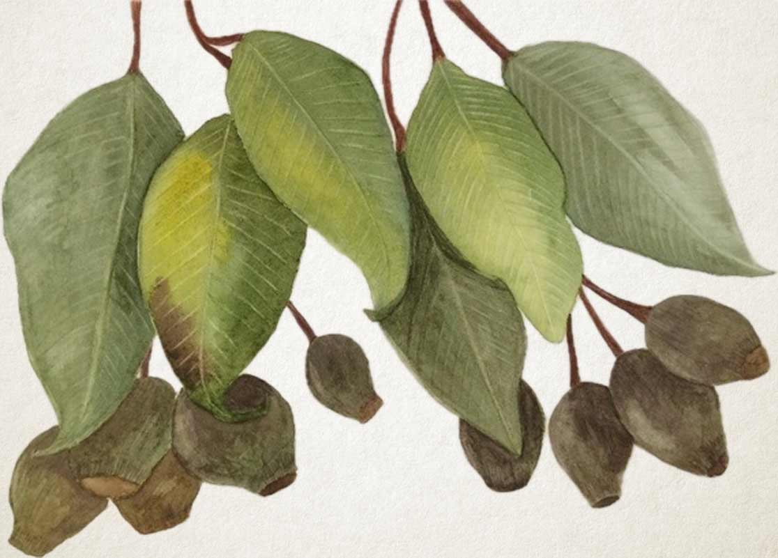 Artwork by Audrey, Watercolor Academy student