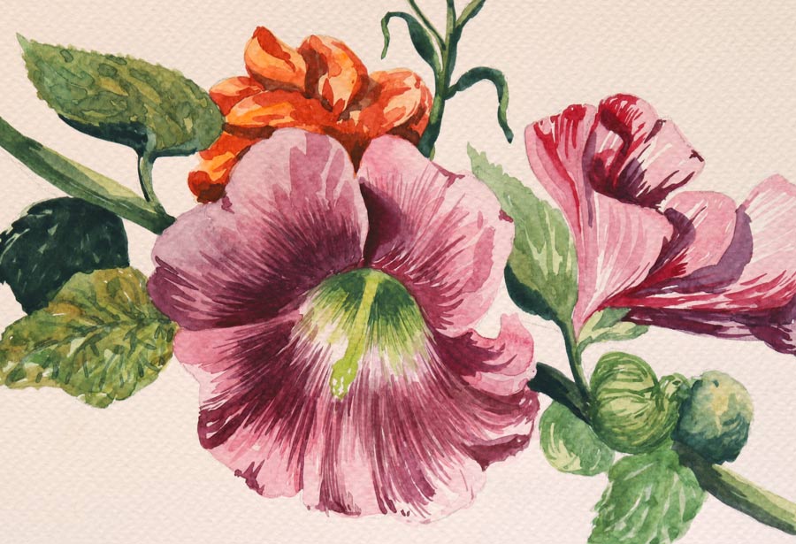 Botanical watercolors by Karin Gordon