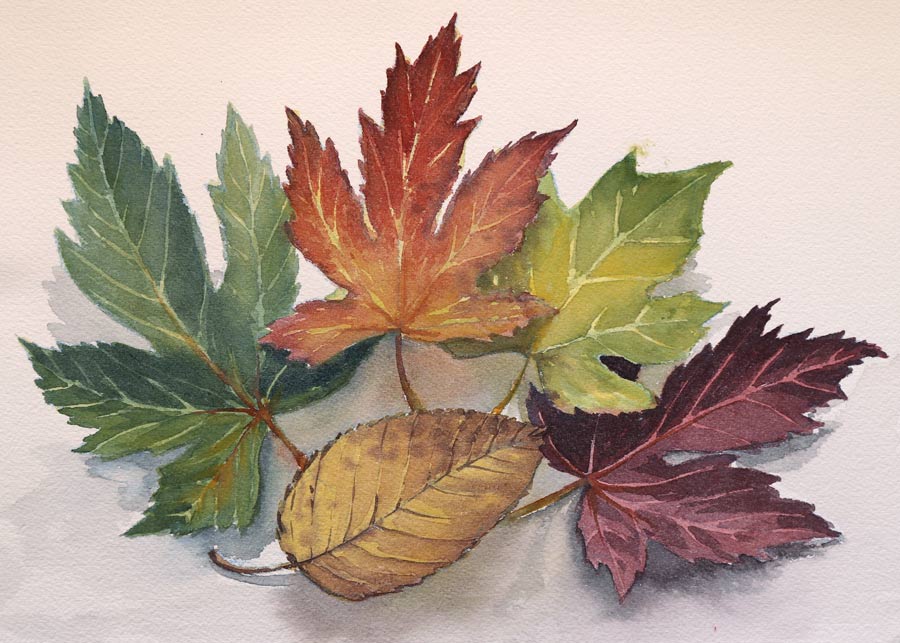 Botanical watercolors by Karin Gordon